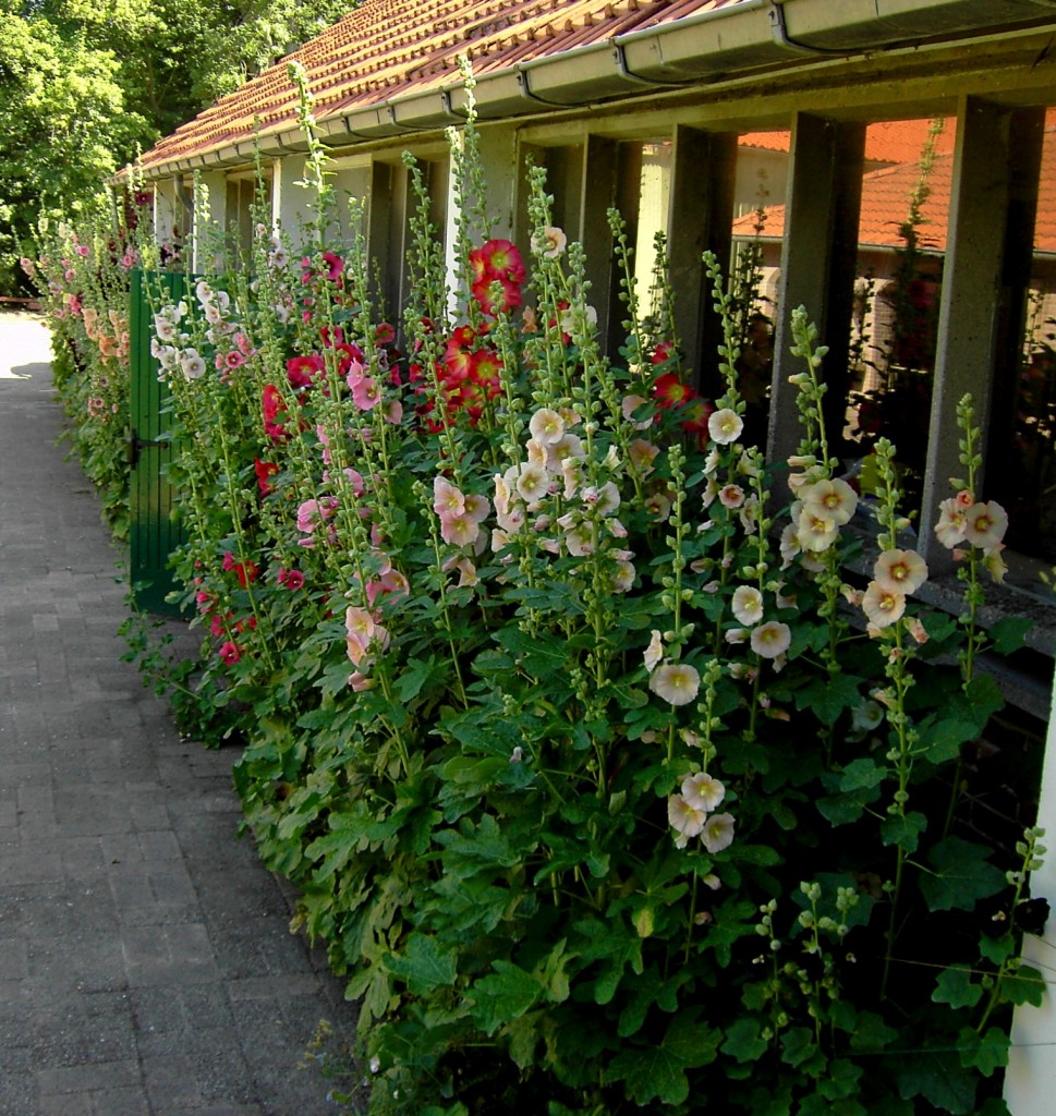 bamboe groningen stokrozen hortensia hemerocallis bamboe dagen alle bamboe groningen stokrozen hortensia hemerocallis bamboe dagen alle