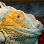 Reptielenzoo Iguana