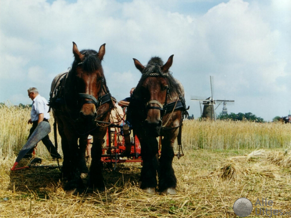Openluchtmuseum Ootmarsum