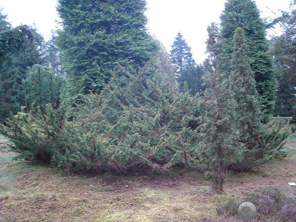 Pinetum Ter Borgh