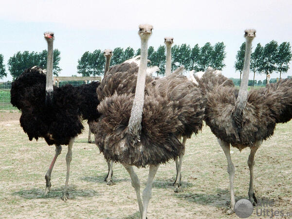 Struisvogelboerderij Monnikenwerve