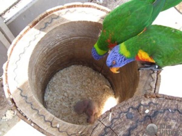 Vogelpark Avifauna